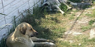 Şanlıurfa'da sahipsiz köpeklerin saldırısı sonucu çocuk yaralandı