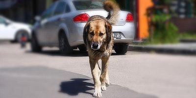 Sokak köpekleri için yeni düzenleme tamamlandı